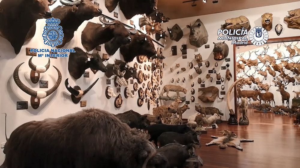 Intervenidos en Madrid 49 especímenes de animales protegidos naturalizados y 132 piezas de marfil