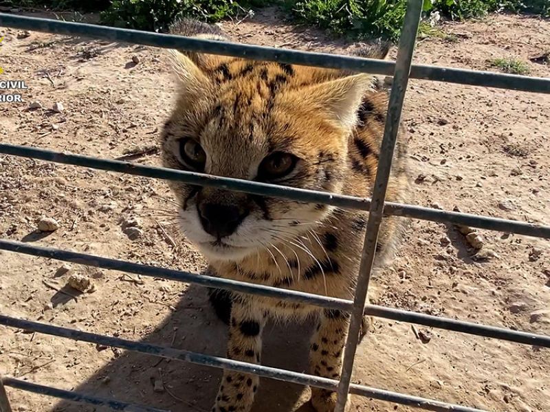 Detenidas 6 personas por el tráfico ilegal de grandes felinos entre España y Francia