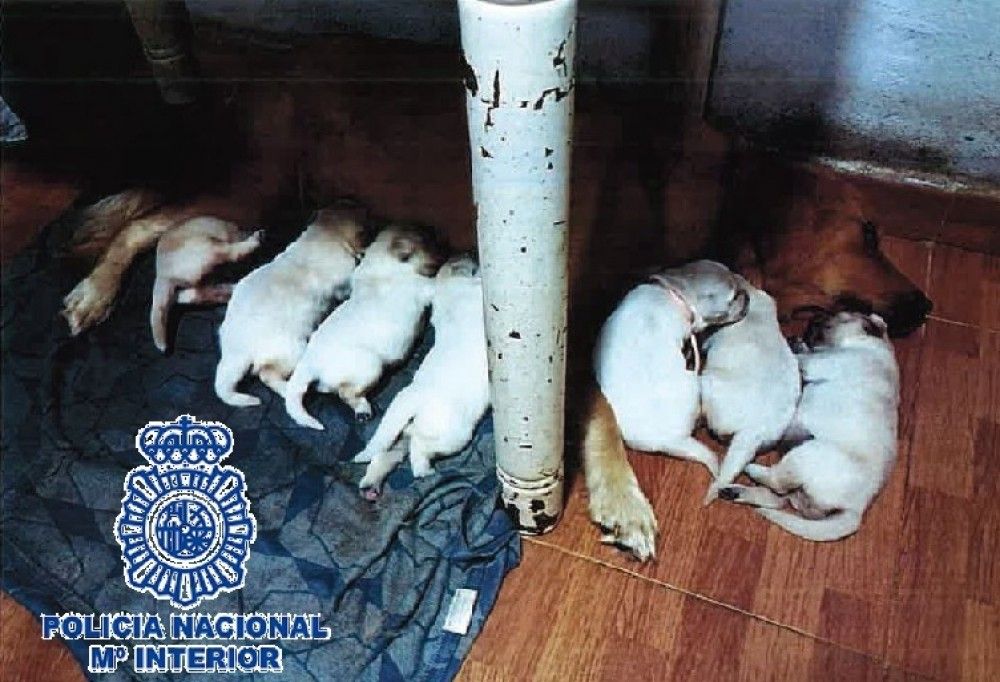 Detenida en Fuengirola una pareja por estafar a más de 15 personas en la compraventa de cachorros de perros