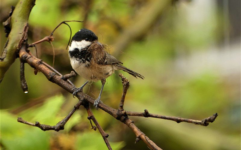 La configuración de las zonas verdes de las ciudades determina las características de sus aves