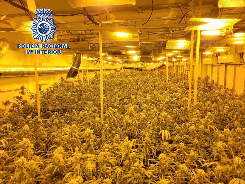 La Policia Nacional desmantela una organización criminal dedicada al cultivo "indoor" de marihuana e interviene 985 plantas