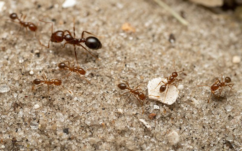 La hormiga roja de fuego, una de las especies exóticas más invasoras, se establece en Europa y podría llegar a España