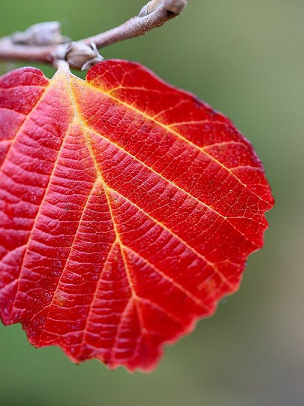 El cambio climático afecta a las hojas de los árboles alterando el ciclo del carbono