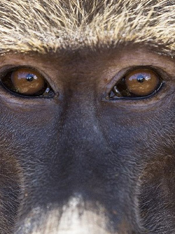 Una ambiciosa secuenciación genómica de 800 primates revela claves para identificar las mutaciones que causan enfermedades como el cáncer