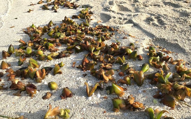 Un estudio científico logra avanzar en la comprensión de la posidonia para su conservación y restauración