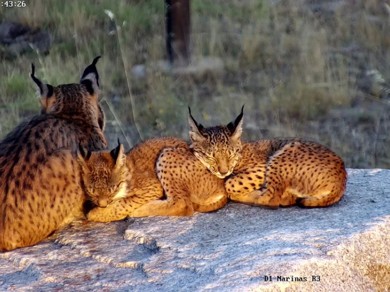 Los cachorros de lince ibérico de la Granadilla ya tienen nombre