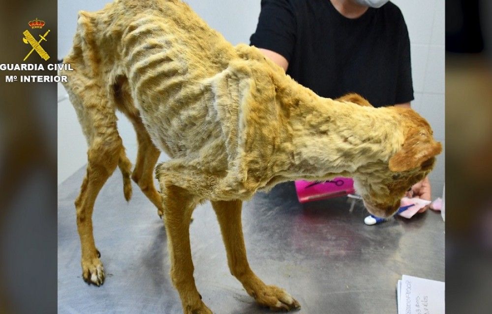 La denuncia de una asociación permite a la Guardia Civil rescatar a 41 perros en estado de abandono