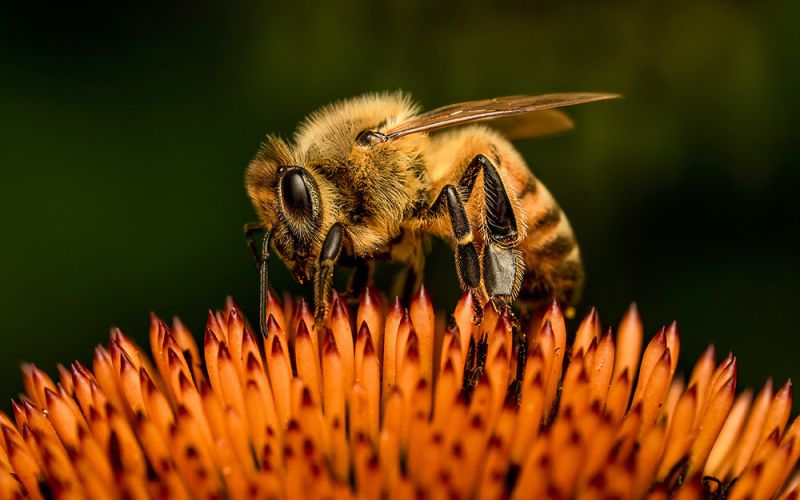 Las interacciones indirectas entre especies también influyen en su adaptación al medio natural