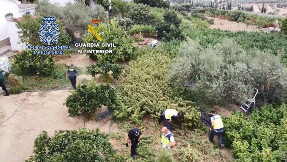 Desmantelado un cultivo “outdoor” de marihuana en una finca de Alhaurín El Grande