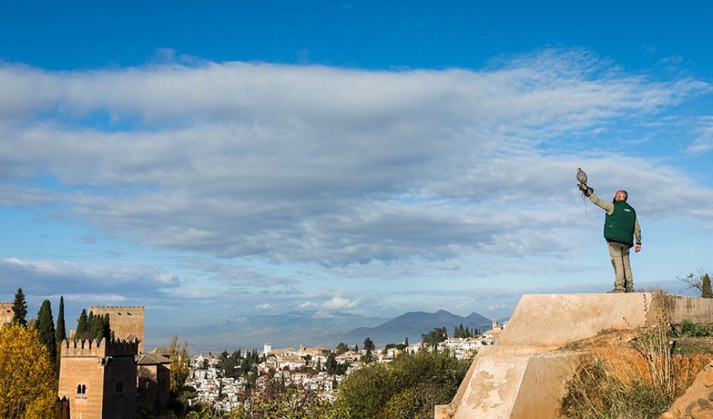 La Alhambra utiliza aves rapaces para alejar a las palomas del monumento y de sus jardines