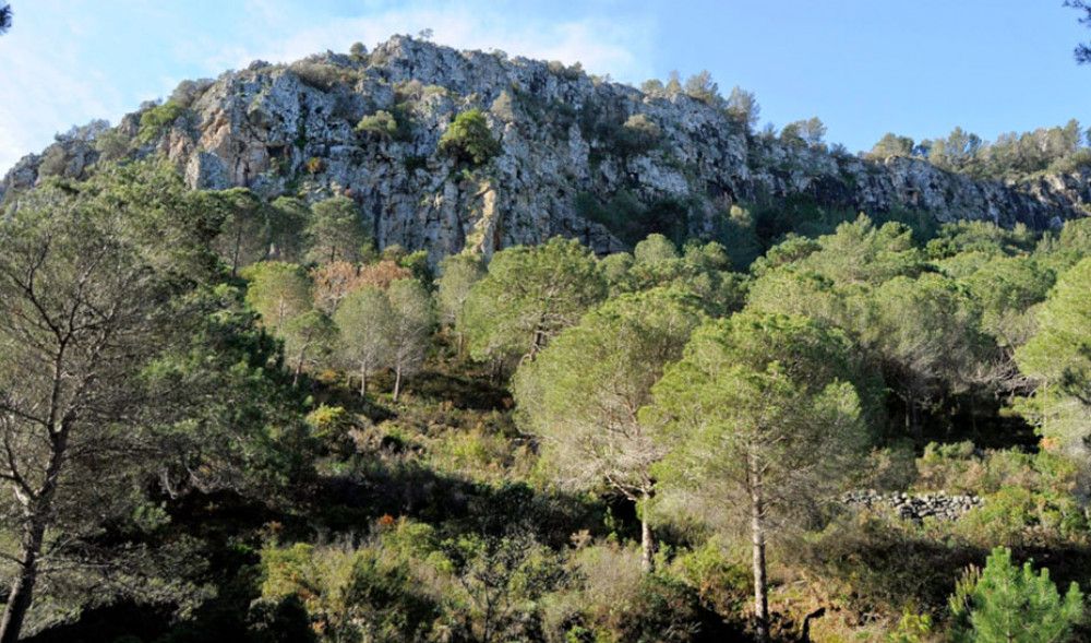 La Junta abrirá una nueva convocatoria de ayudas forestales para 2021, dotada con 30 millones de euros