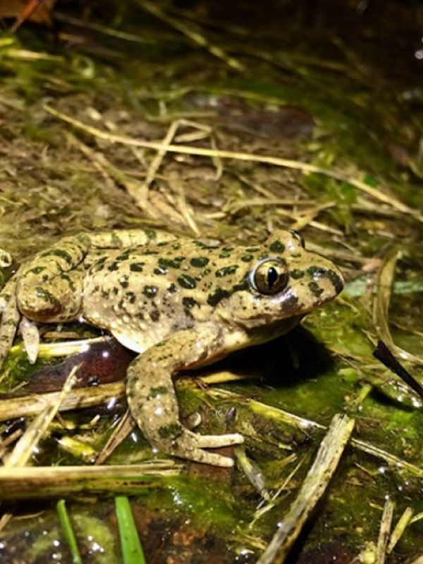 Cambios graduales frente a mutaciones en genes clave, responsables de la formación de nuevas especies en anfibios