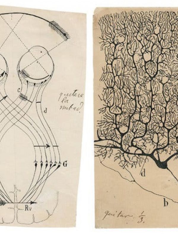 Los dibujos de Cajal ilustran una exposición sobre Dalí y Freud en Viena