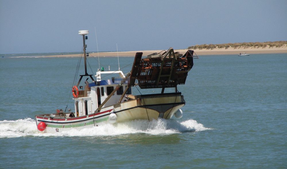 La Junta lanza ayudas para la chirla en el Golfo de Cádiz y la draga mecanizada en el Mediterráneo