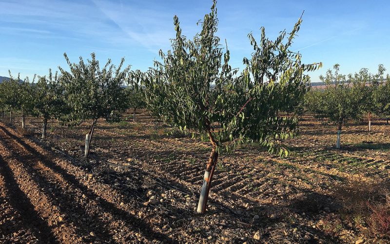 Un estudio establece el nivel de riego adecuado para un cultivo del almendro más rentable y sostenible