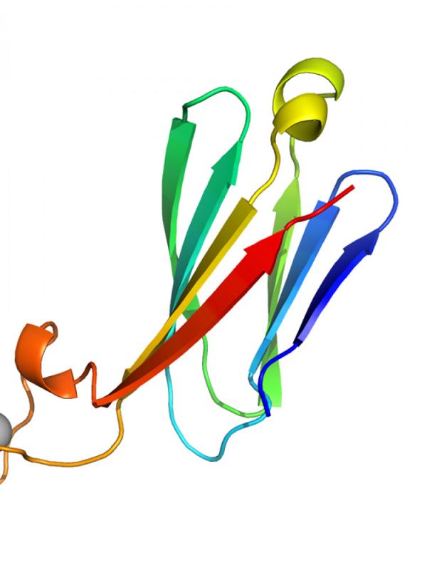 Crean nuevas proteínas que imitan a las inmunoglobulinas de los anticuerpos y podrían servir para diseñar fármacos más eficaces