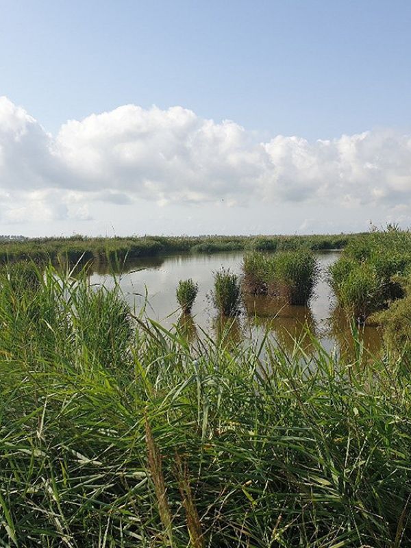 Los contaminantes orgánicos amenazan los ecosistemas acuáticos de las áreas de alto valor ecológico en España