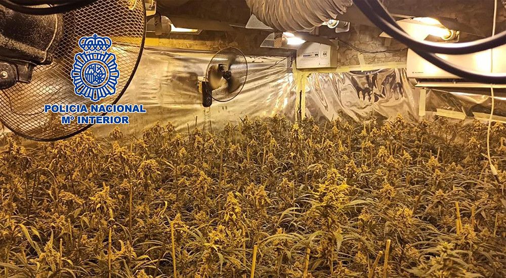 La Policía Nacional desmantela cuatro plantaciones "indoor" de marihuana con 1.700 plantas y 10.000 esquejes