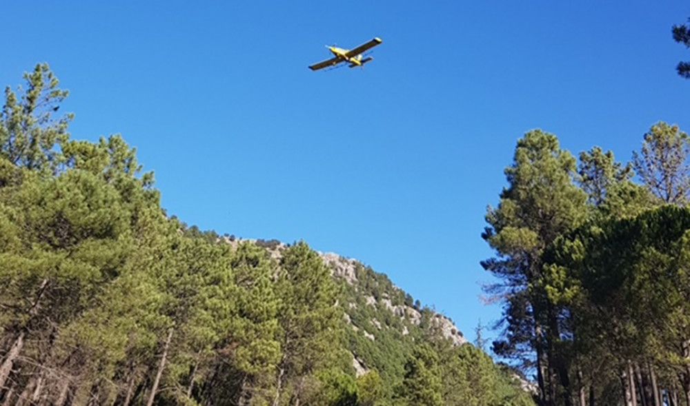 La Junta de Andalucía inicia tratamientos aéreos contra la procesionaria del pino