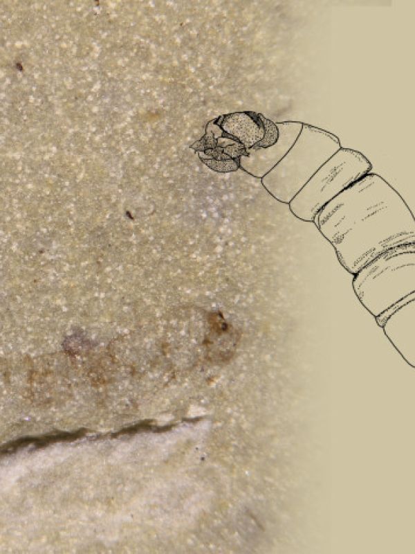 Investigadores localizan en Mallorca la larva fósil del “mosquito” más antiguo del planeta