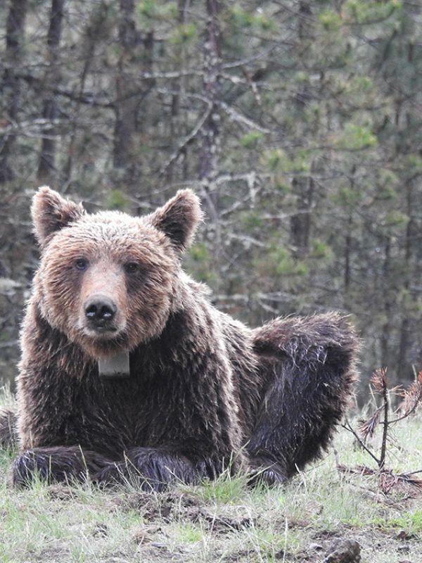 Un estudio señala que proteger las áreas que conectan poblaciones de oso pardo es crucial para su supervivencia