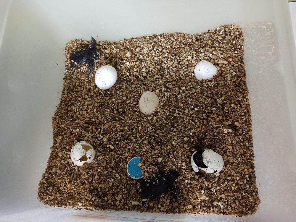 Nacen 39 crías de tortuga boba de los huevos depositados en la playa El Rodeíto de Marbella