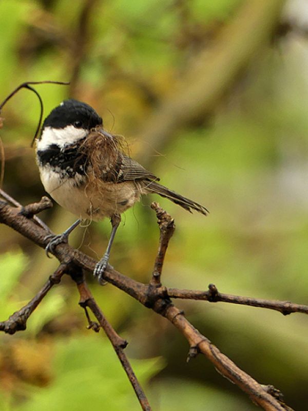 La configuración de las zonas verdes de las ciudades determina las características de sus aves